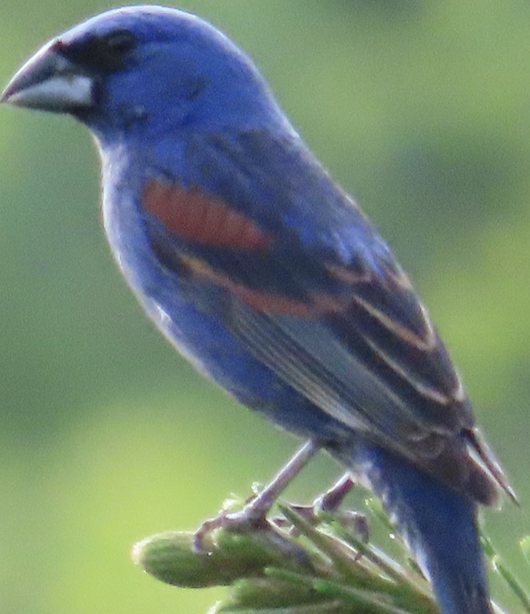 Blue Grosbeak - ML620156556