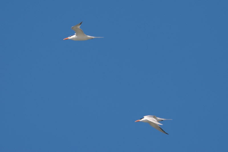 Royal Tern - ML620156582