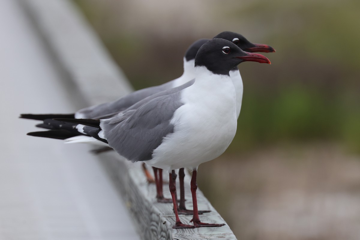 Laughing Gull - ML620156584