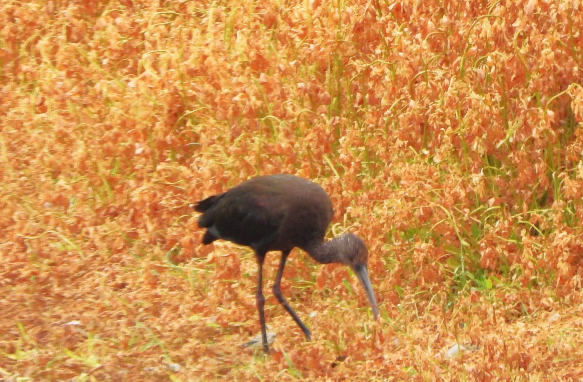 ibis americký - ML620156586