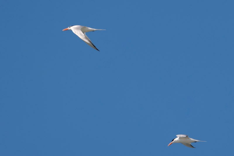 Royal Tern - ML620156601