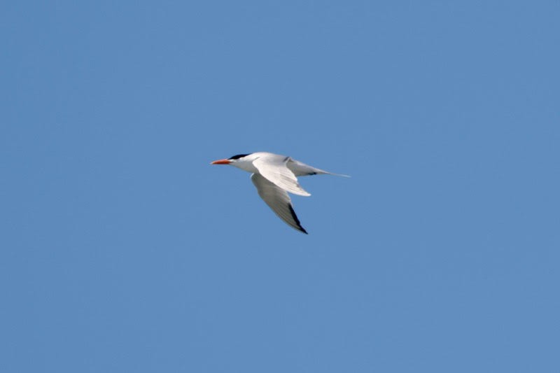 Royal Tern - ML620156608