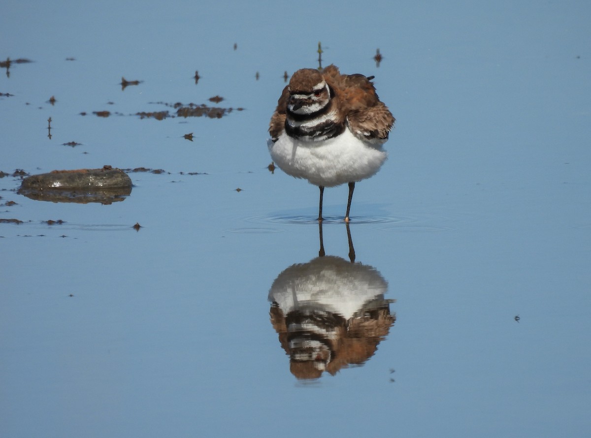 Killdeer - ML620156630