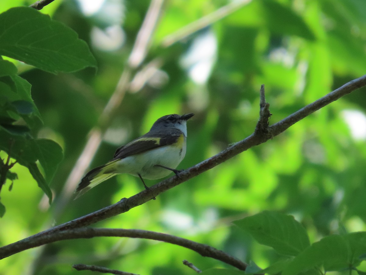 American Redstart - ML620156633