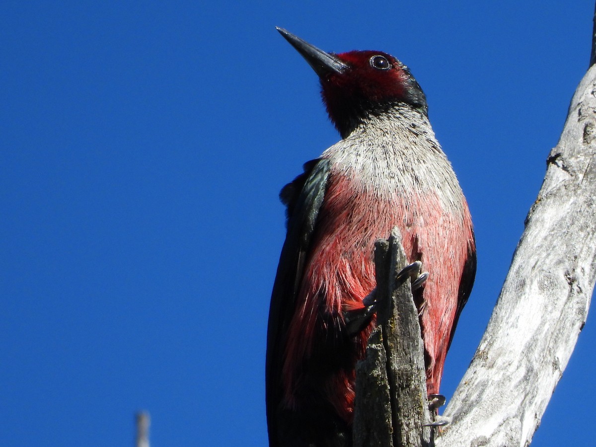 Lewis's Woodpecker - ML620156641