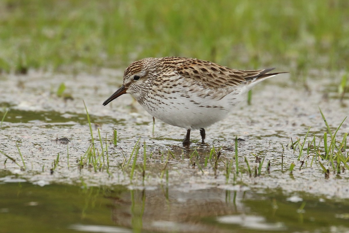 White-rumped Sandpiper - ML620156658