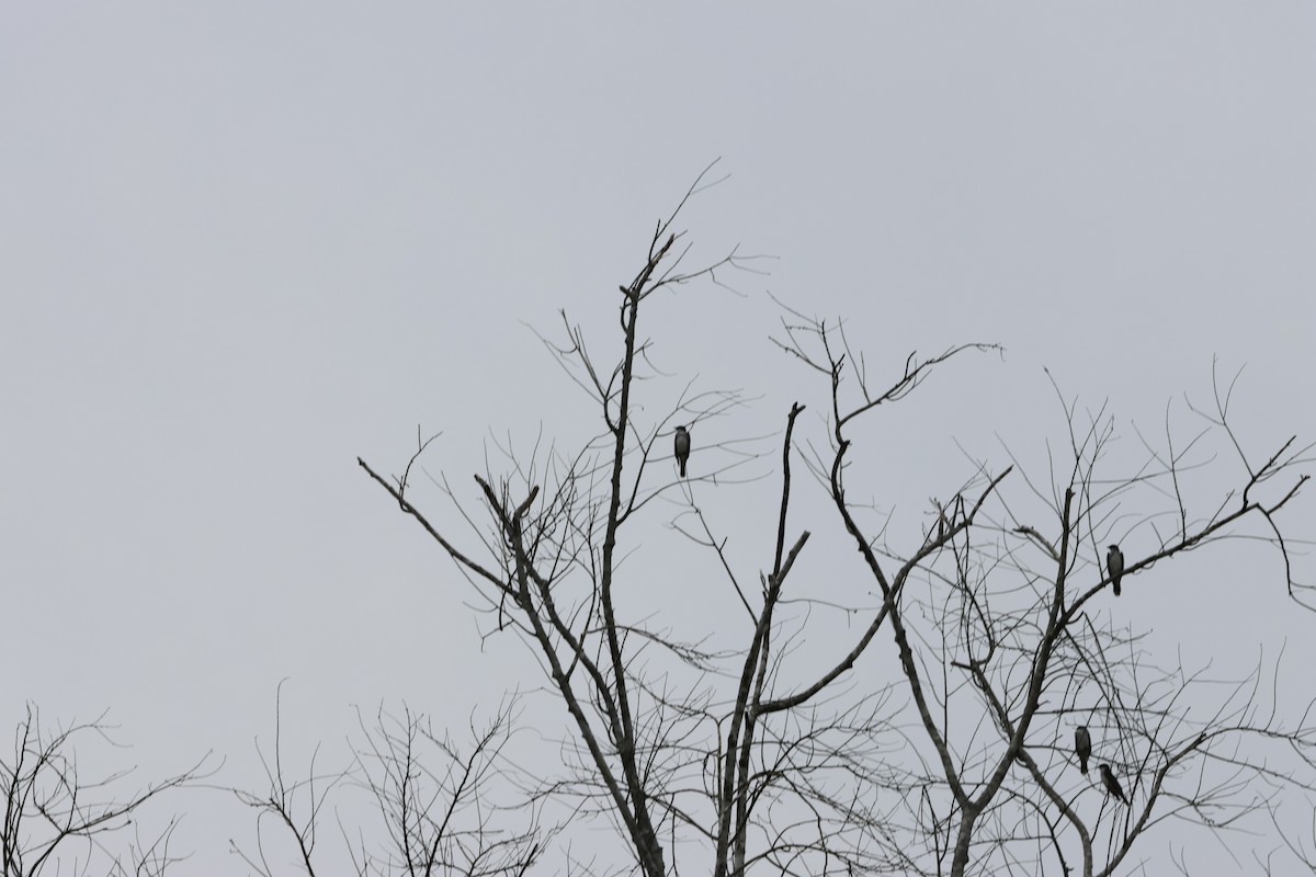 Eastern Kingbird - ML620156663