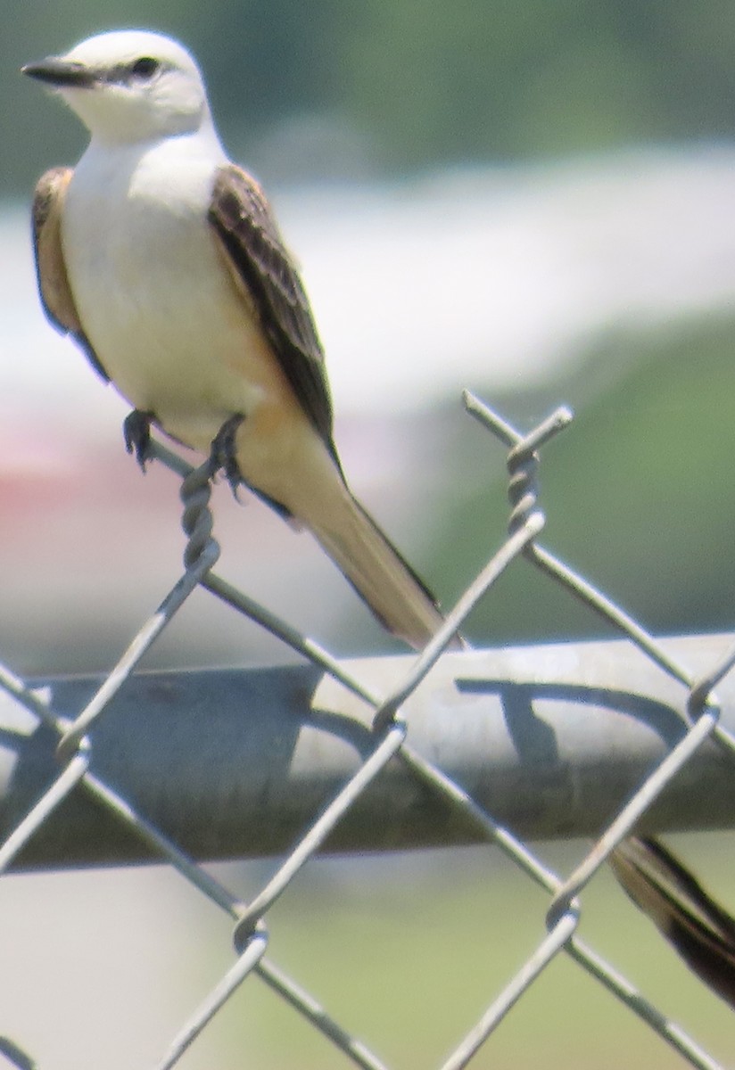 Scissor-tailed Flycatcher - ML620156664