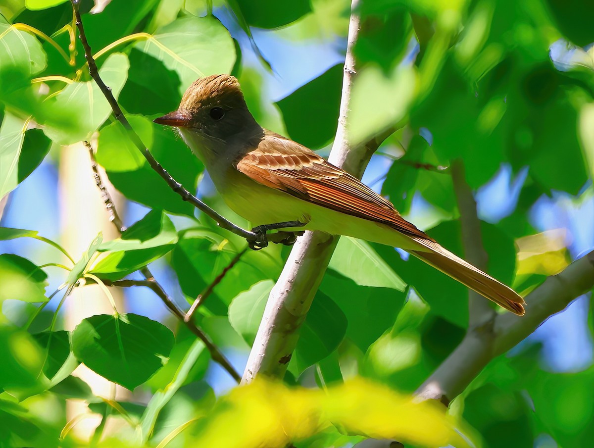 Great Crested Flycatcher - ML620156669