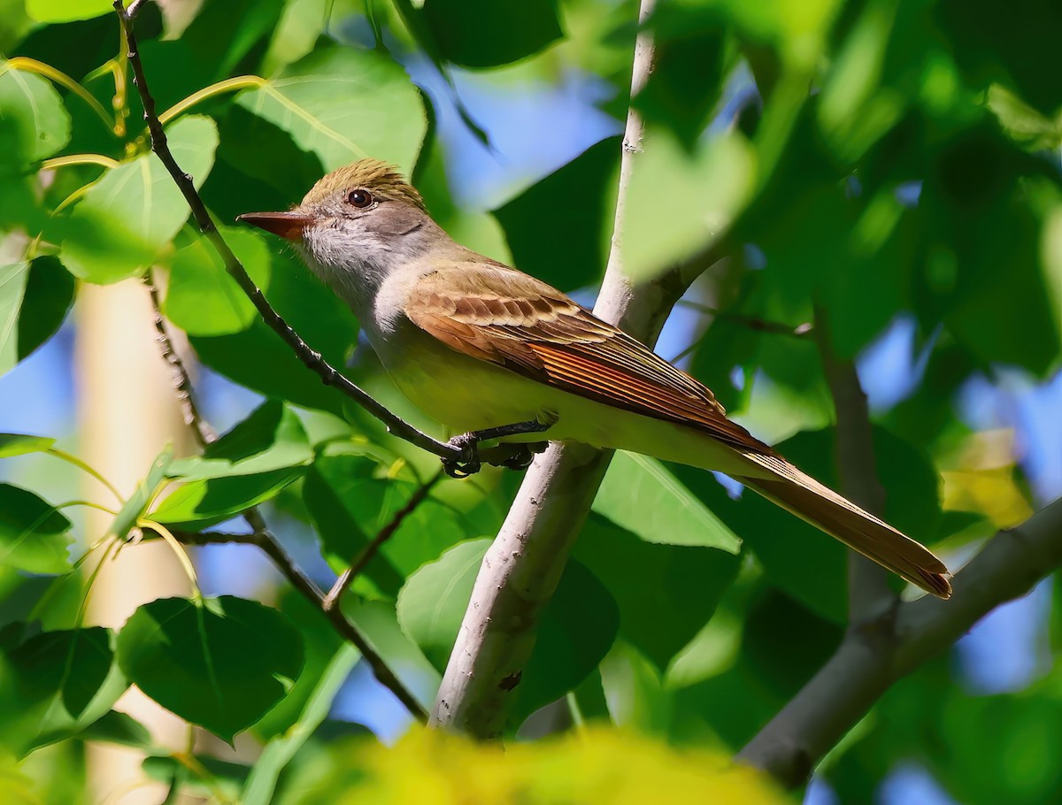 Great Crested Flycatcher - ML620156670