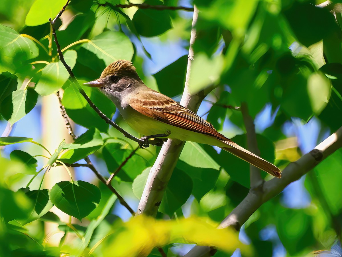 Great Crested Flycatcher - ML620156671