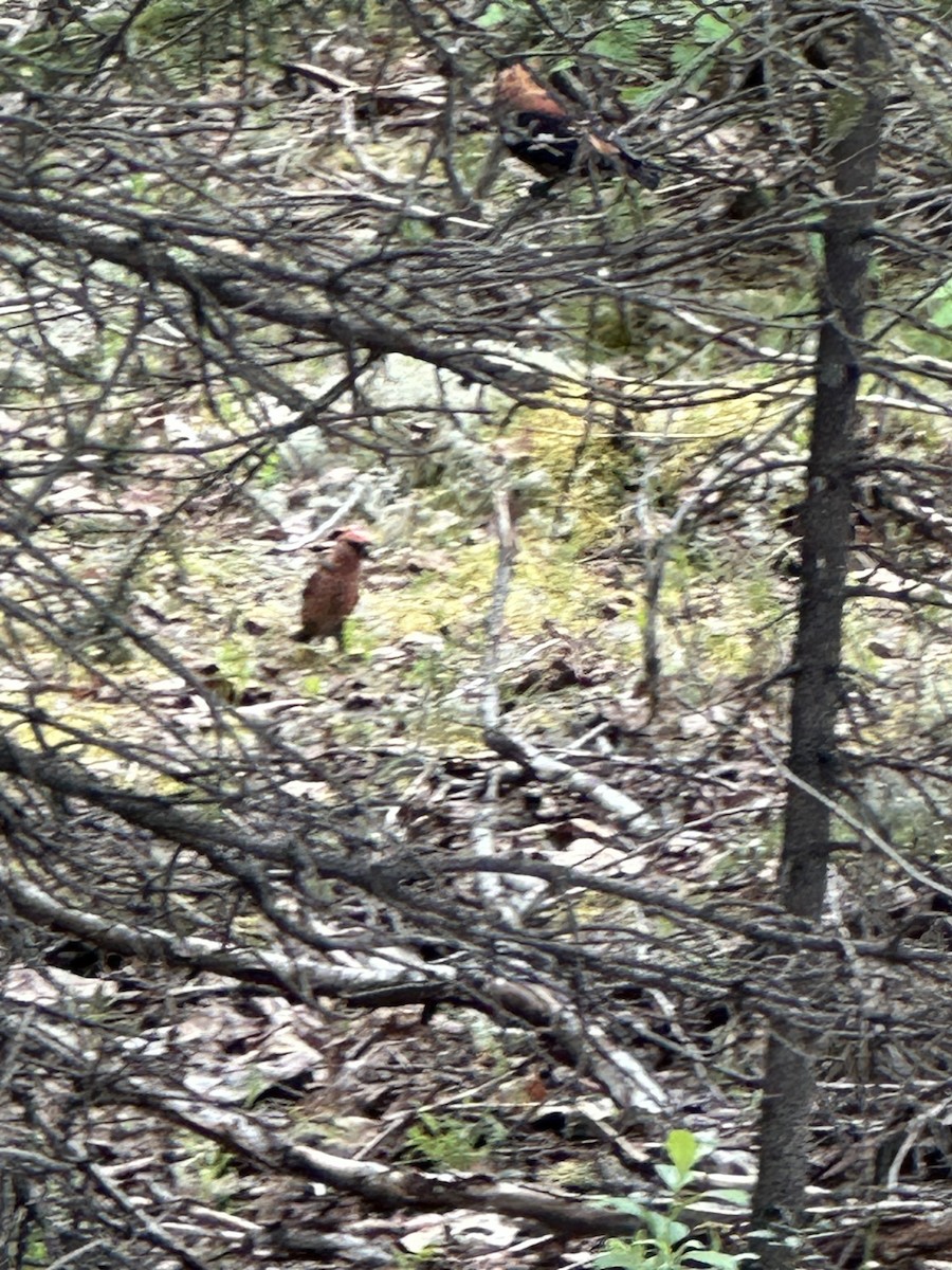 White-winged Crossbill - ML620156680