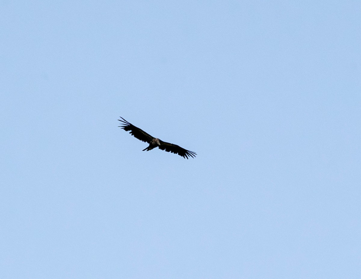 Condor de Californie - ML620156682
