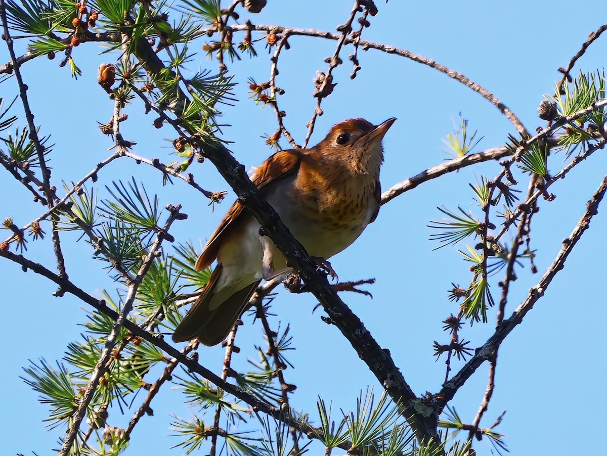 Veery - ML620156696