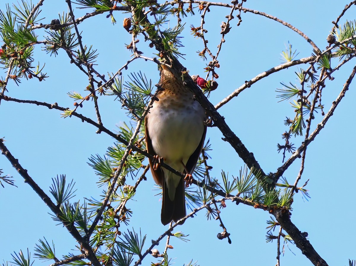 Veery - Eric Patry