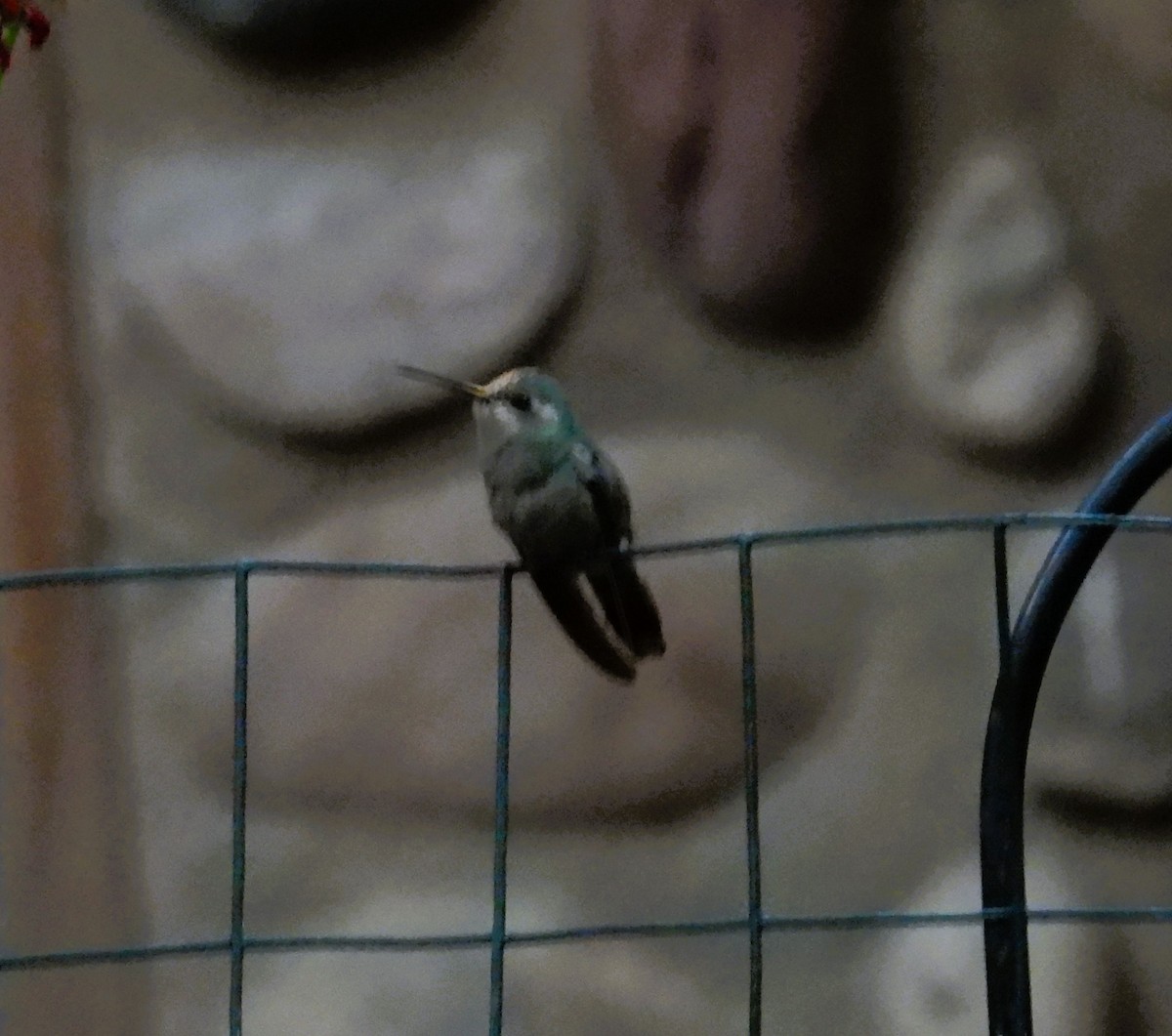 Berylline Hummingbird - ML620156707