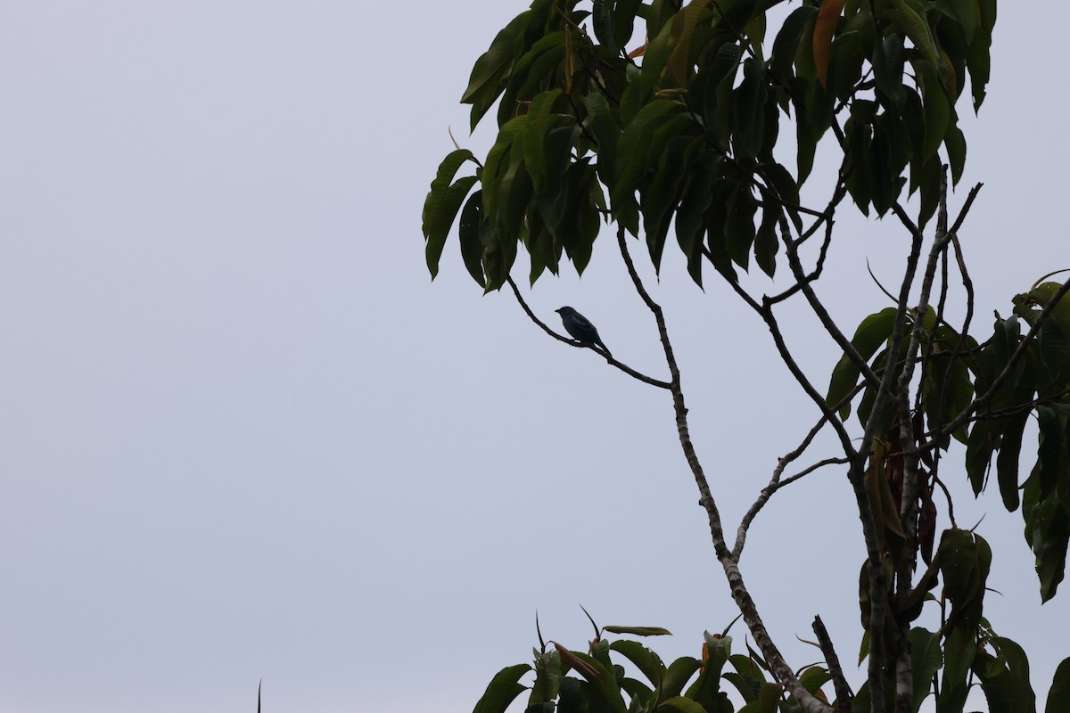 Blue-gray Tanager - ML620156708