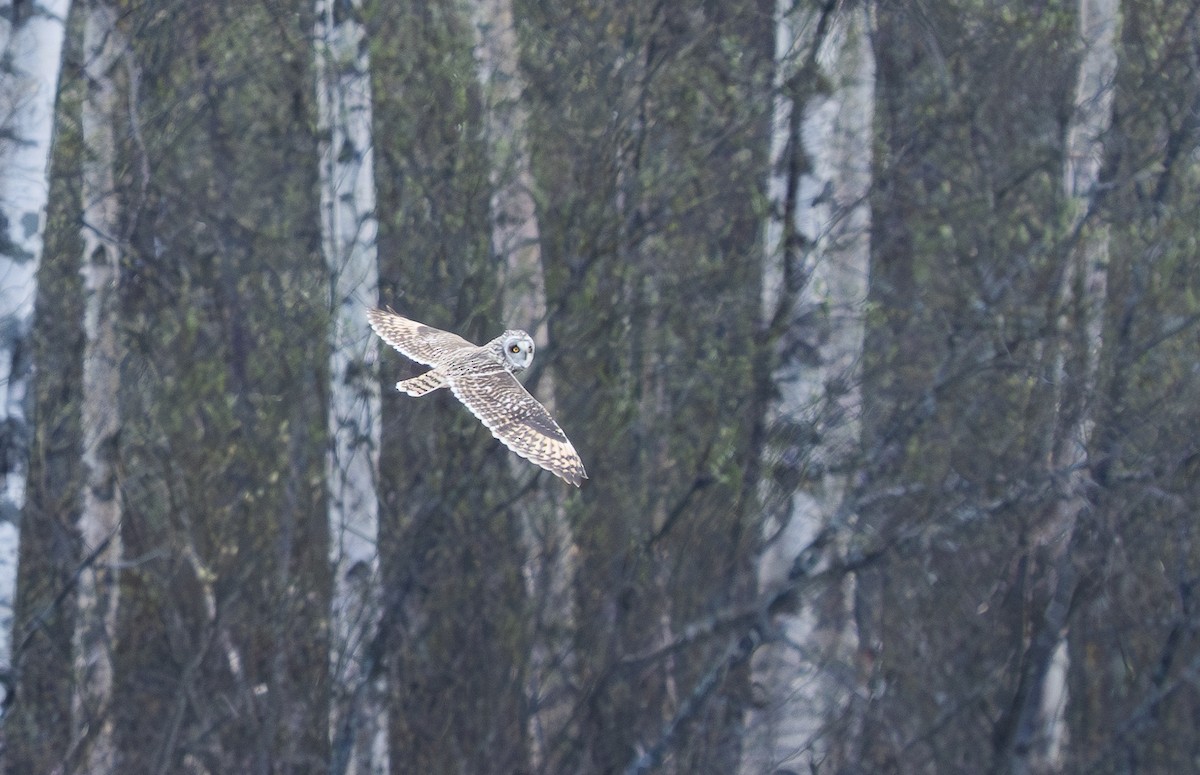 Short-eared Owl - ML620156721