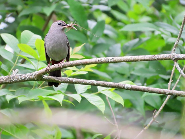 Gray Catbird - ML620156739