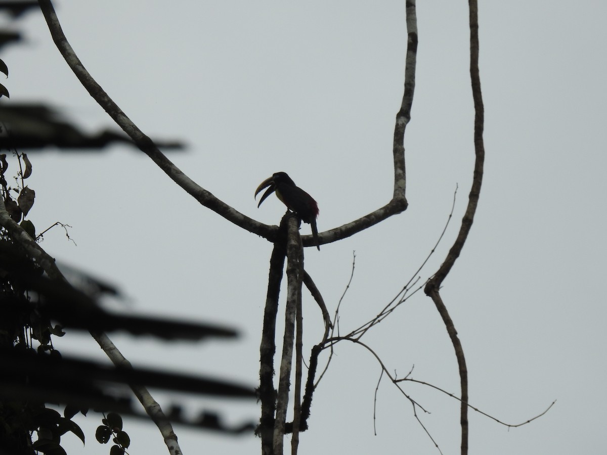 Chestnut-eared Aracari - ML620156740