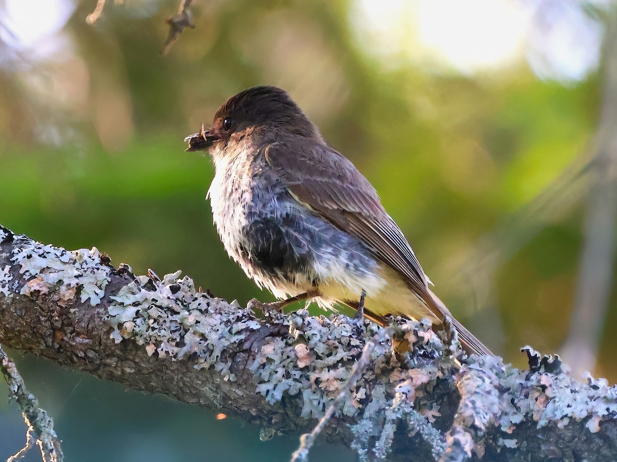 Eastern Phoebe - ML620156745