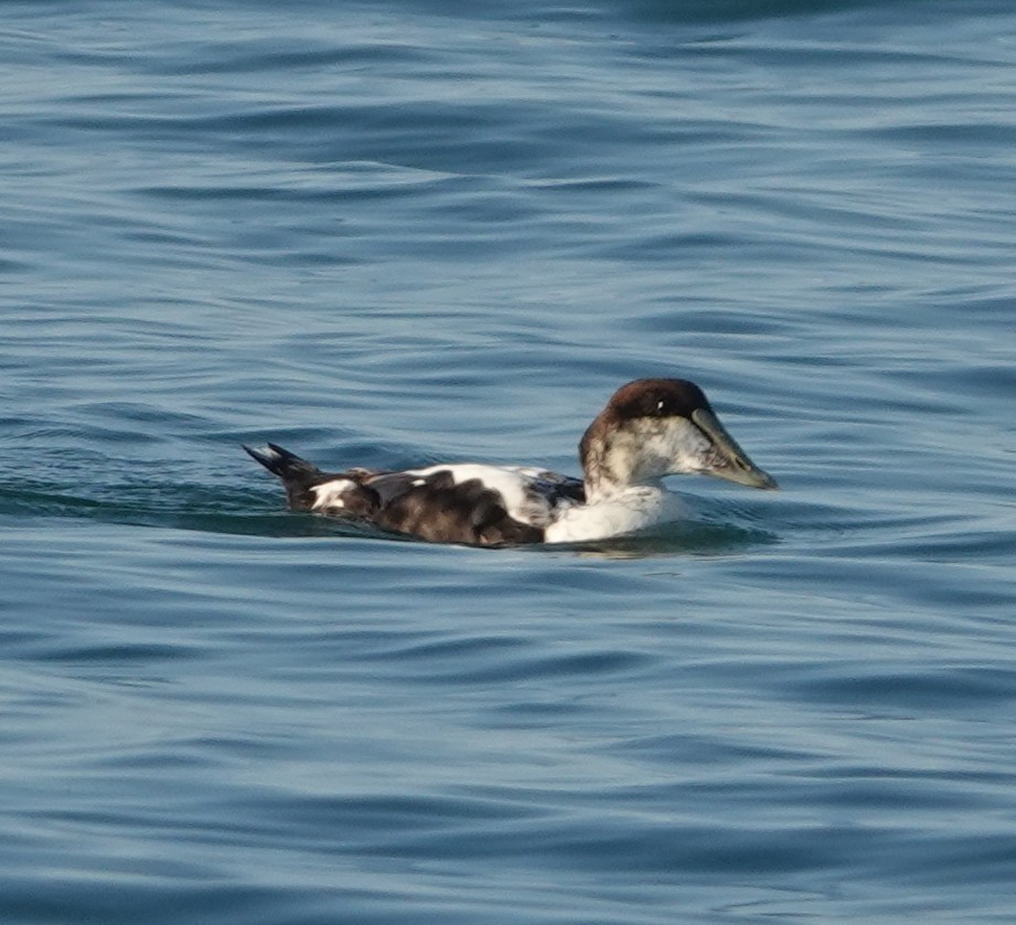 Common Eider - ML620156749