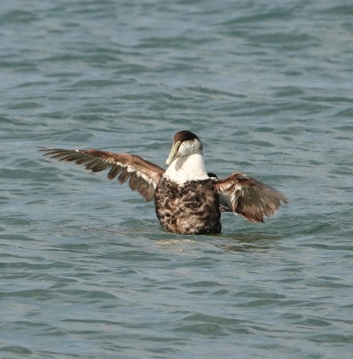 Common Eider - ML620156750