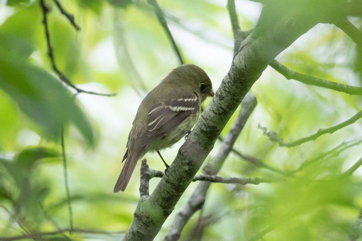 Yellow-bellied Flycatcher - ML620156755