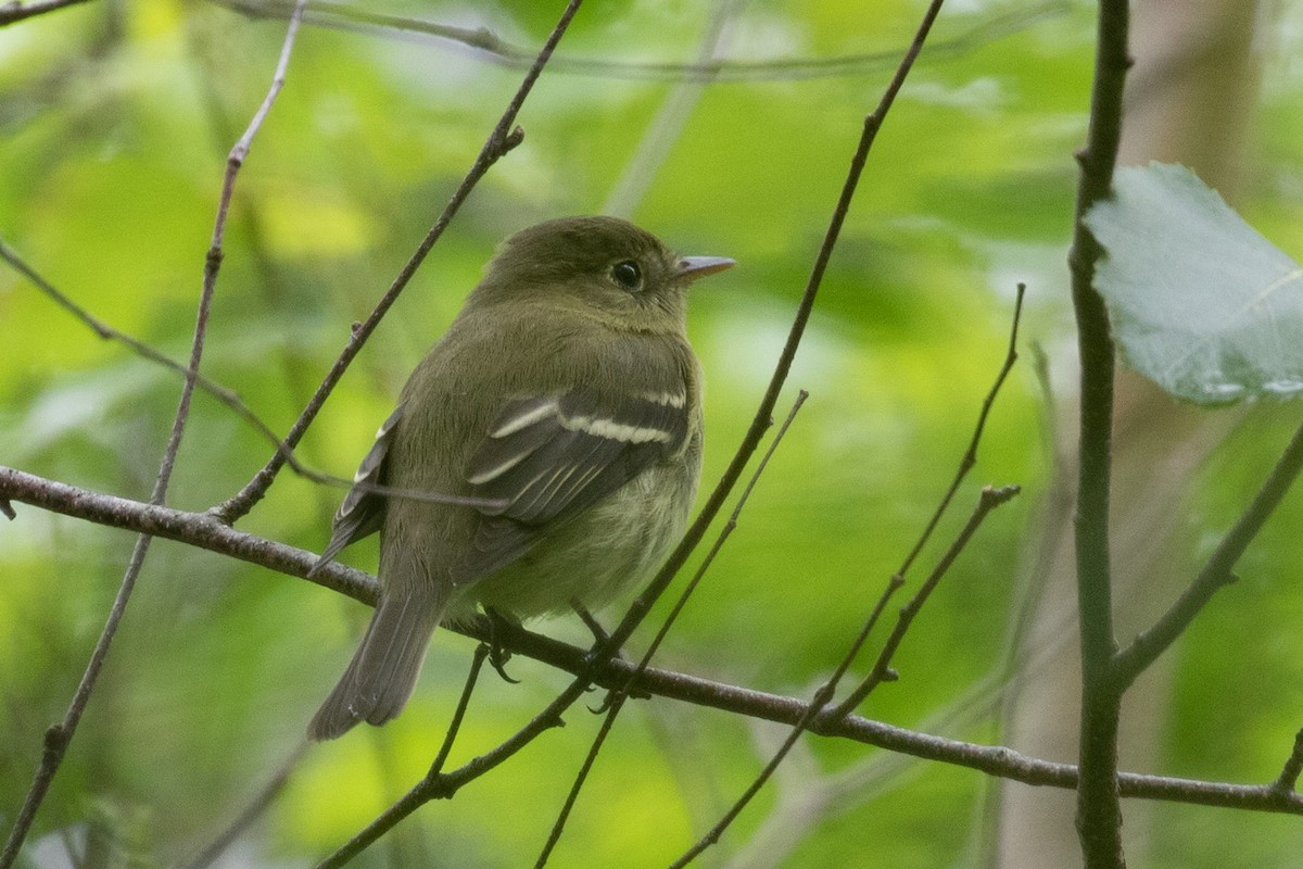 Yellow-bellied Flycatcher - ML620156774