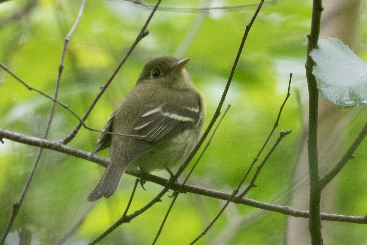 Yellow-bellied Flycatcher - ML620156775