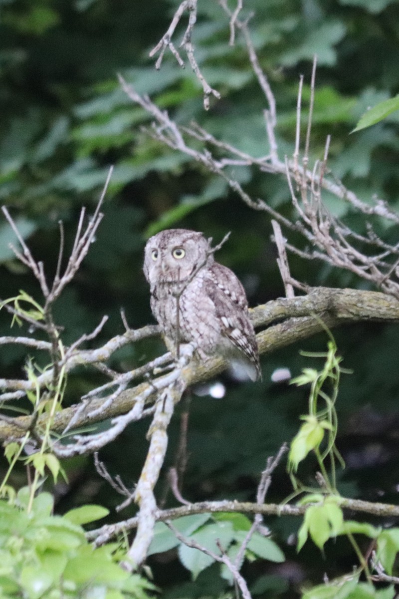 Eastern Screech-Owl - ML620156777