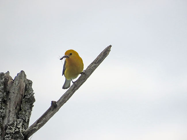 Prothonotary Warbler - ML620156784