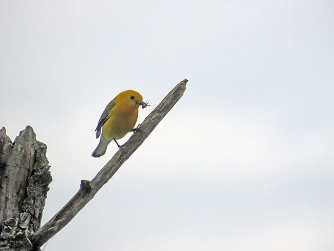 Prothonotary Warbler - ML620156788