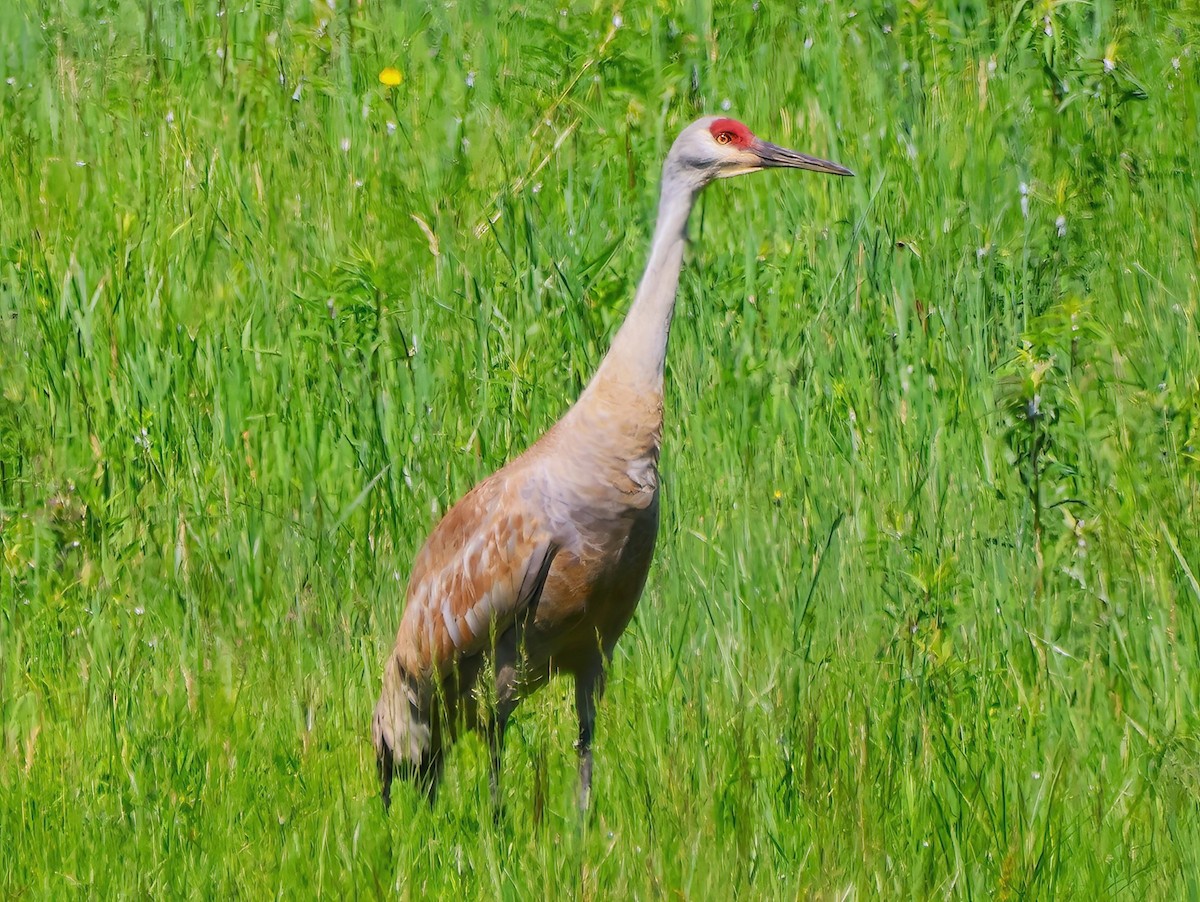 Sandhill Crane - ML620156793