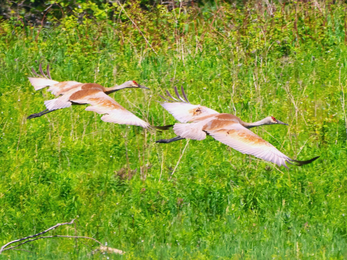 Sandhill Crane - ML620156794