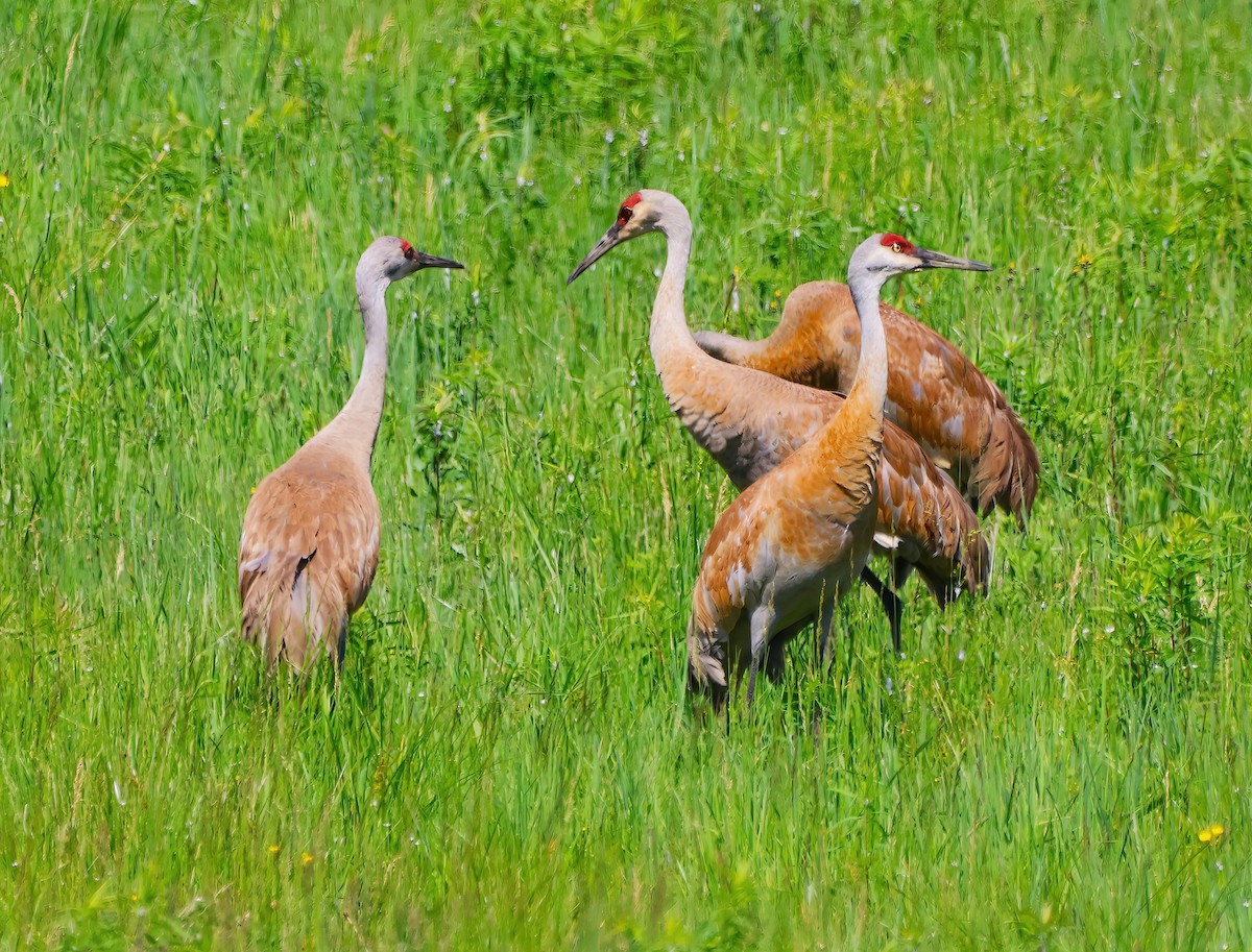 Sandhill Crane - Eric Patry