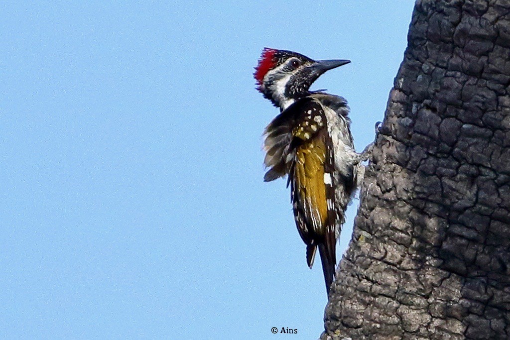 Black-rumped Flameback - ML620156800