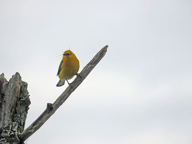 Prothonotary Warbler - ML620156804