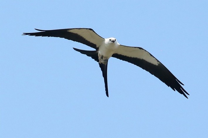Swallow-tailed Kite - ML620156807