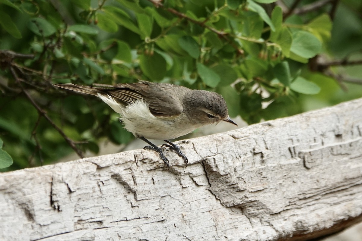 Warbling Vireo - ML620156809