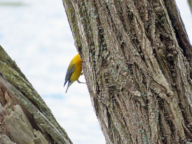 Prothonotary Warbler - ML620156814