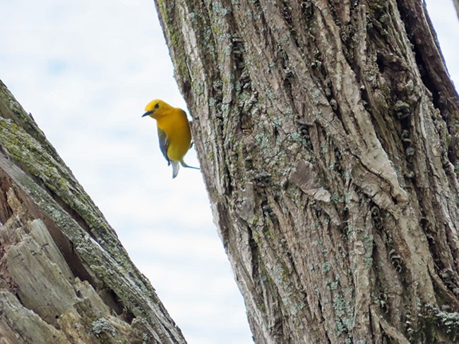 Prothonotary Warbler - ML620156819