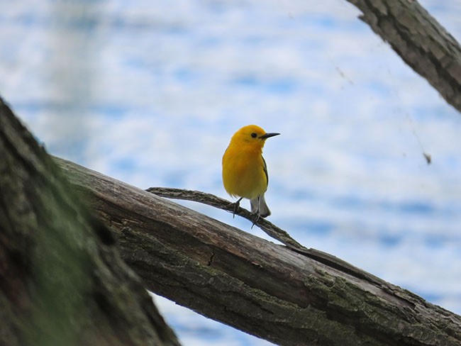 Prothonotary Warbler - ML620156822