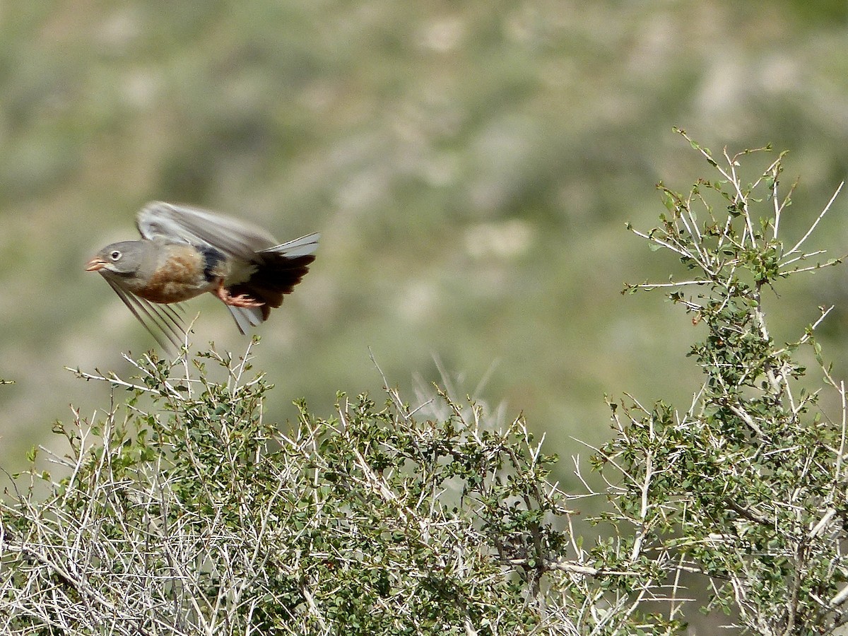 Gray-necked Bunting - ML620156827