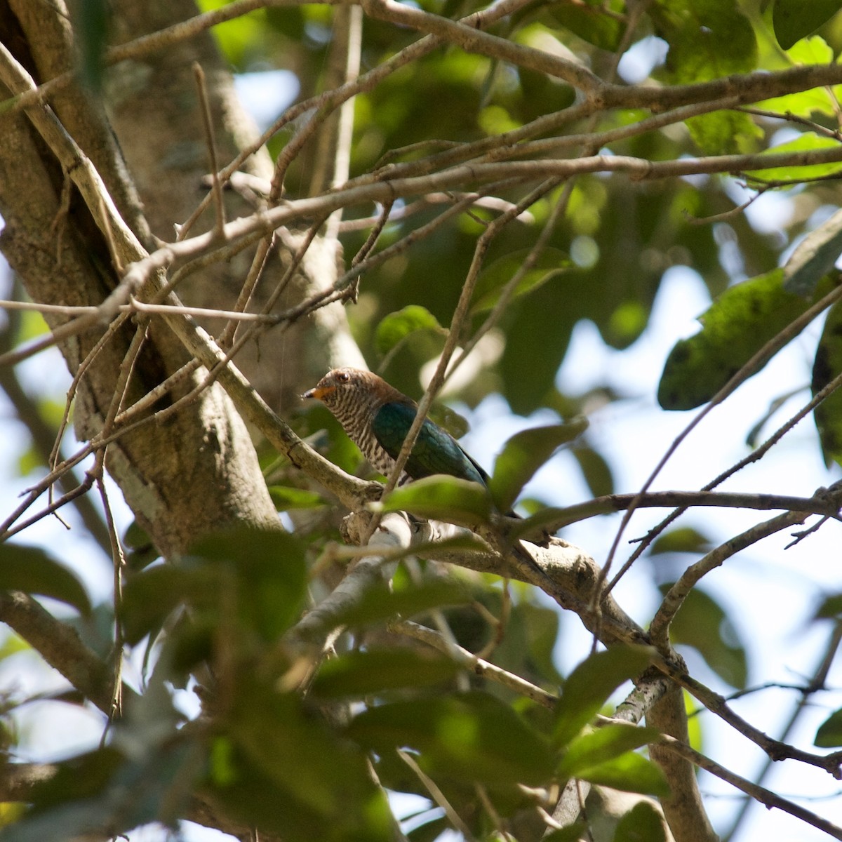 Asian Emerald Cuckoo - ML620156832