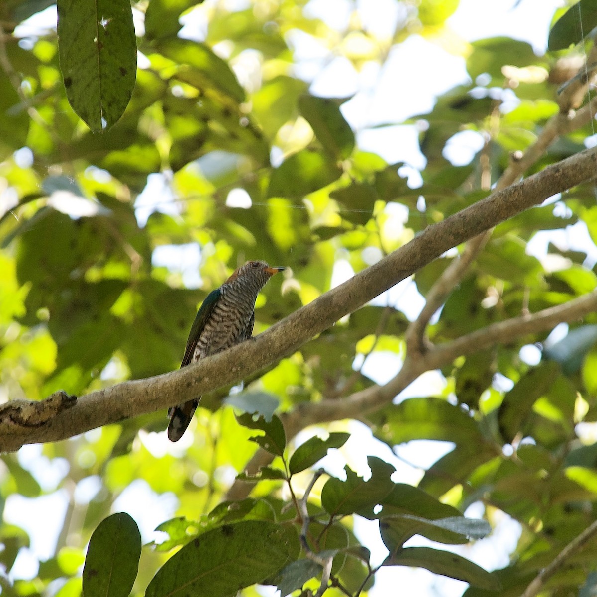 Asian Emerald Cuckoo - ML620156833