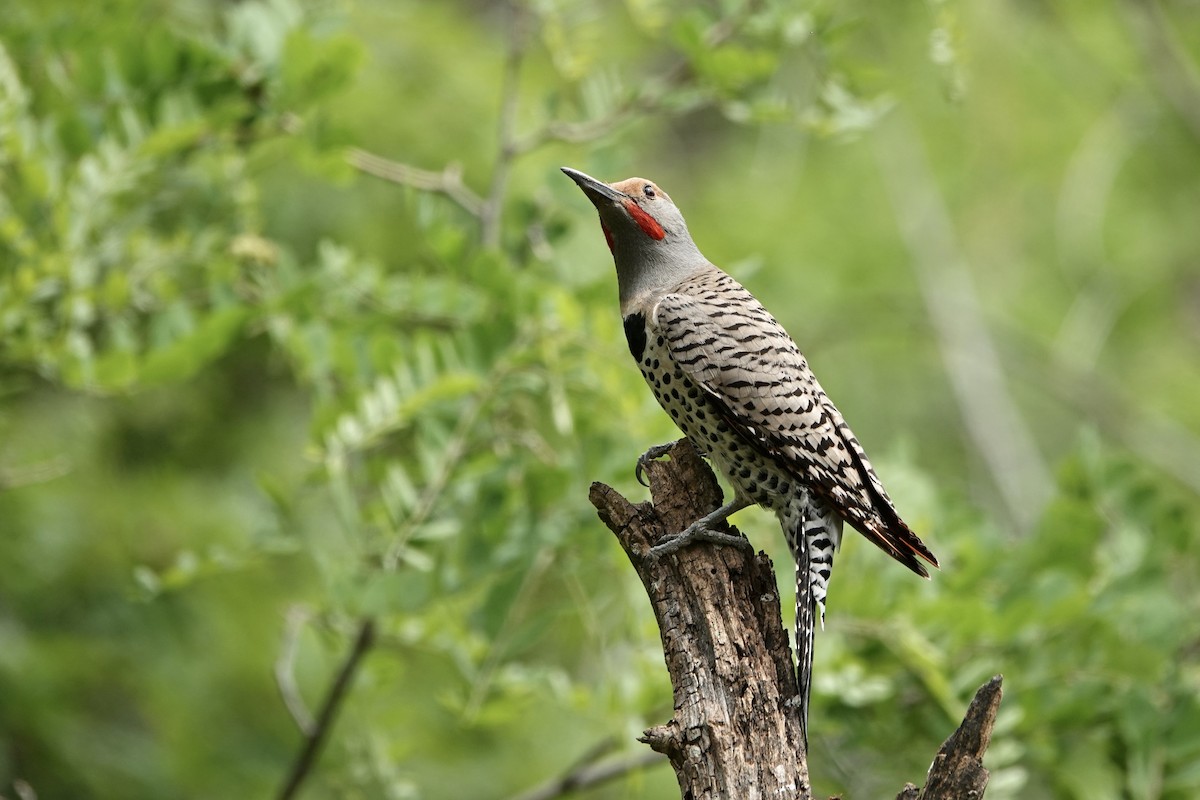 Northern Flicker (Red-shafted) - ML620156837