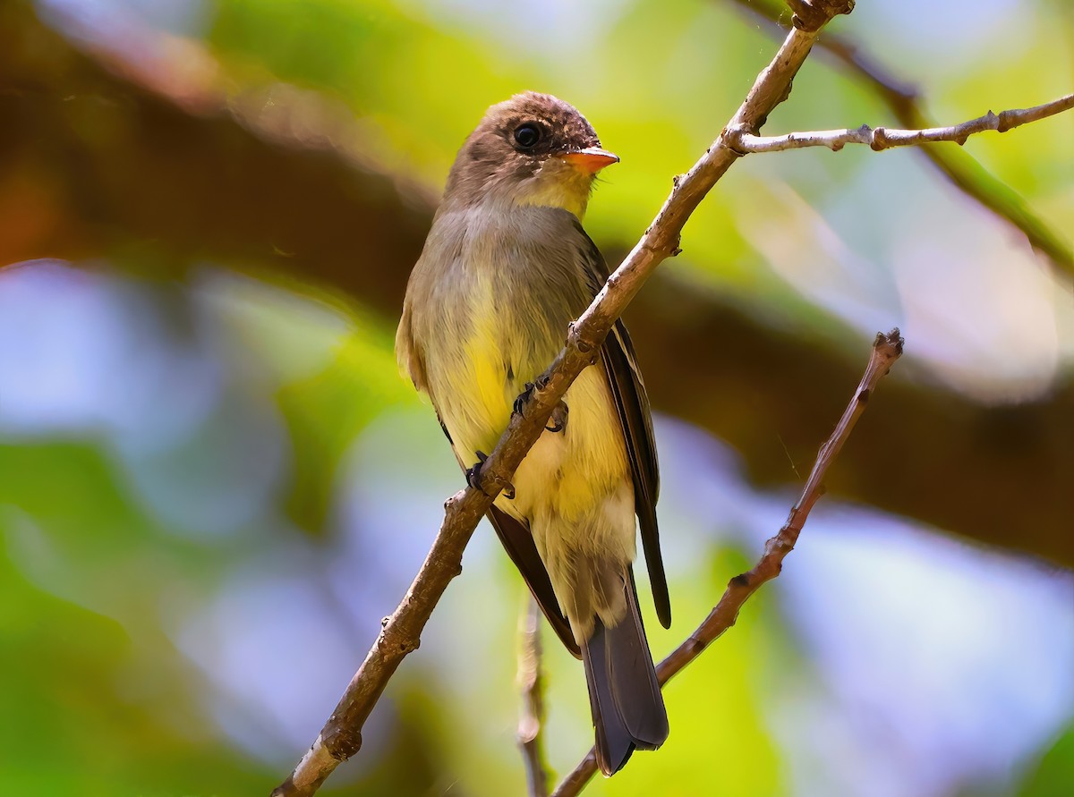 Eastern Wood-Pewee - ML620156838