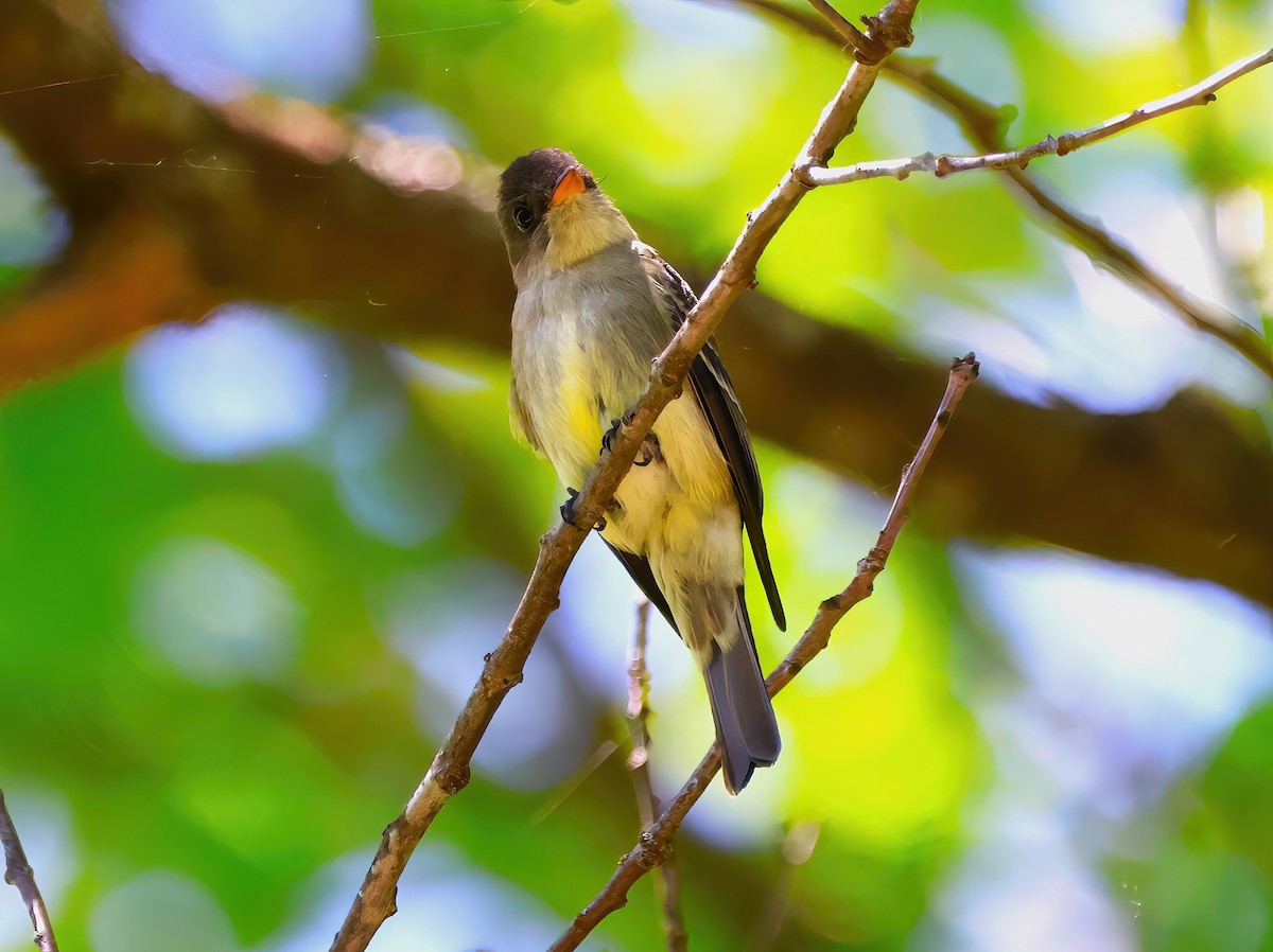 Eastern Wood-Pewee - ML620156839