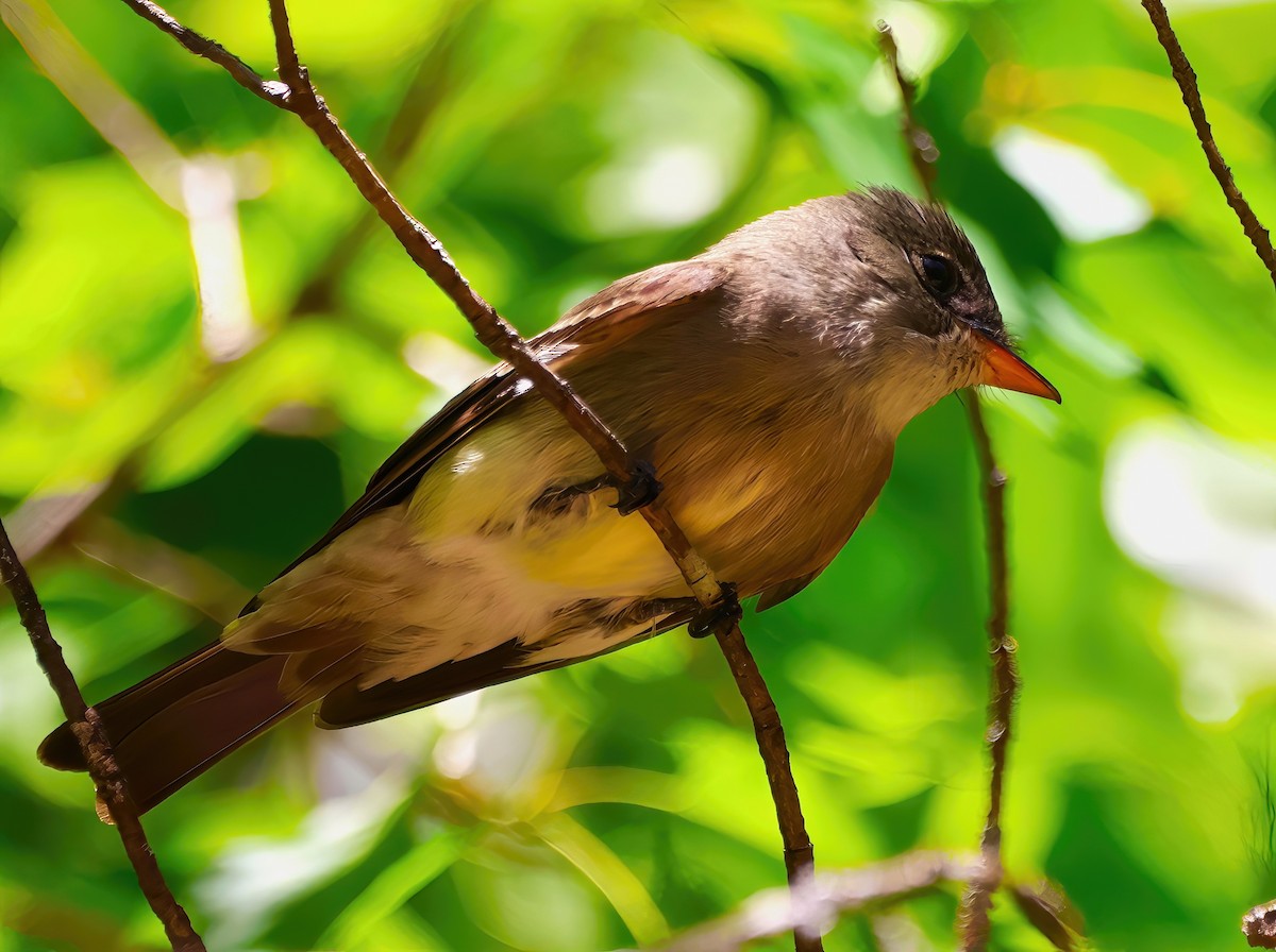 Eastern Wood-Pewee - ML620156840